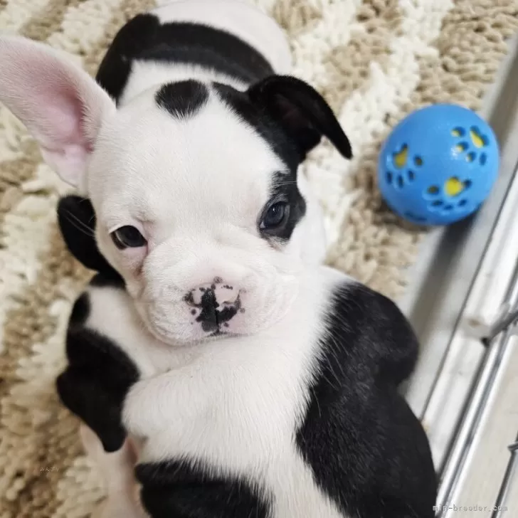 フレンチブルドッグ【群馬県・男の子・2025年9月23日・パイド】の写真1