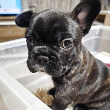 フレンチブルドッグ【群馬県・女の子・2025年9月23日・ブリンドル】の写真「めちゃカワ💓ブリンドル✨フレンチブルドック💝」