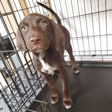 ミックス(ラブラドールレトリバー×ダルメシアン)【群馬県・女の子・2025年2月16日・チョコレート】の写真「ラブ系レアMIX✨チョコラブメシアン💕」