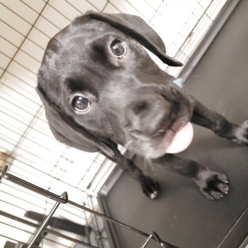 ミックス(ラブラドールレトリバー×ダルメシアン)【群馬県・男の子・2025年2月16日・ブラック】の写真「ラブ系レアMIX✨めちゃイケメン💮😍💮」