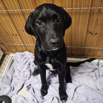 ラブメシアン(ダルメシアン×ラブラドールレトリバーMIX)【群馬県・男の子・2024年10月11日・ブラック】の写真「ラブ系レアMIX✨イケメン😎ラブメシアン💞」