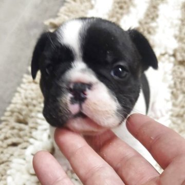 フレンチブルドッグ【群馬県・女の子・2025年9月23日・パイド】の写真「めちゃカワ💓綺麗なパイド✨フレンチブルドック💗」