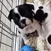 フレンチブルドッグ【群馬県・女の子・2025年9月23日・パイド】の写真1