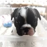 フレンチブルドッグ