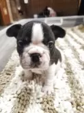 フレンチブルドッグ【群馬県・女の子・2025年9月23日・パイド】の写真2