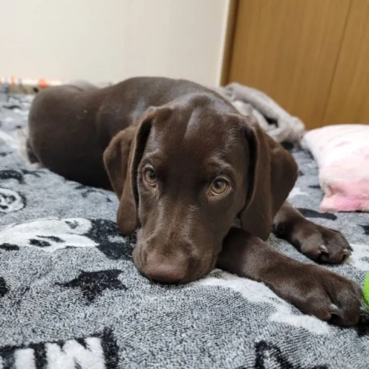 HIGEKABOCHA 様のお迎えした子犬