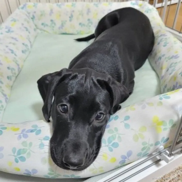 ID：2310-05699の子犬