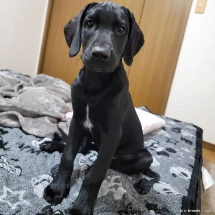 ID：2310-05701の子犬