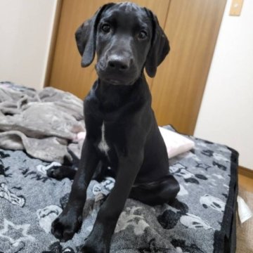 ラブメシアン(黒ラブ×ダルメシアン)【群馬県・男の子・2023年8月17日・ブラック】の写真「ラブ系レアMIX✨やんちゃ盛りなイケメンくん💜」