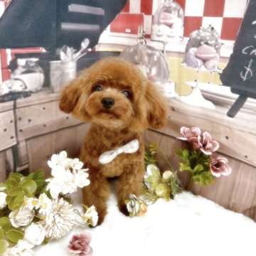 トイプードル(ティーカップ)【福岡県・男の子・2024年9月28日・レッド】の写真「募集終了を検討中、最終価格⚠️
甘えん坊男子♡」