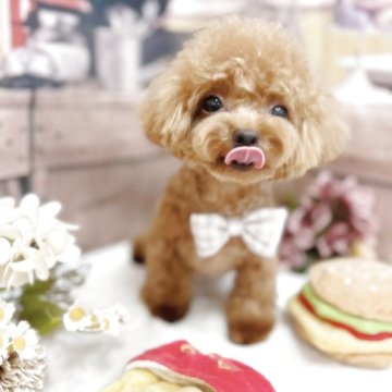 トイプードル(ティーカップ)【福岡県・女の子・2024年9月28日・レッド】の写真「⚠️値下げはありません
生後9か月/1200g🐶」