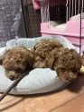 ティーカッププードル【福岡県・男の子・2024年9月28日・レッド】の写真15