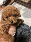 ティーカッププードル【・女の子・2023年8月19日・レッド】