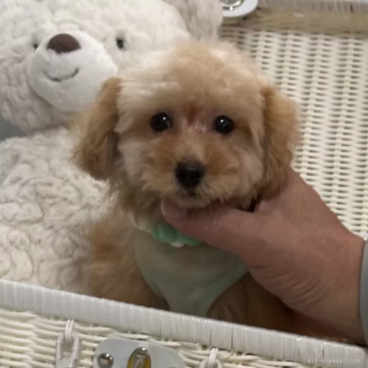 ID：2506-05722の子犬