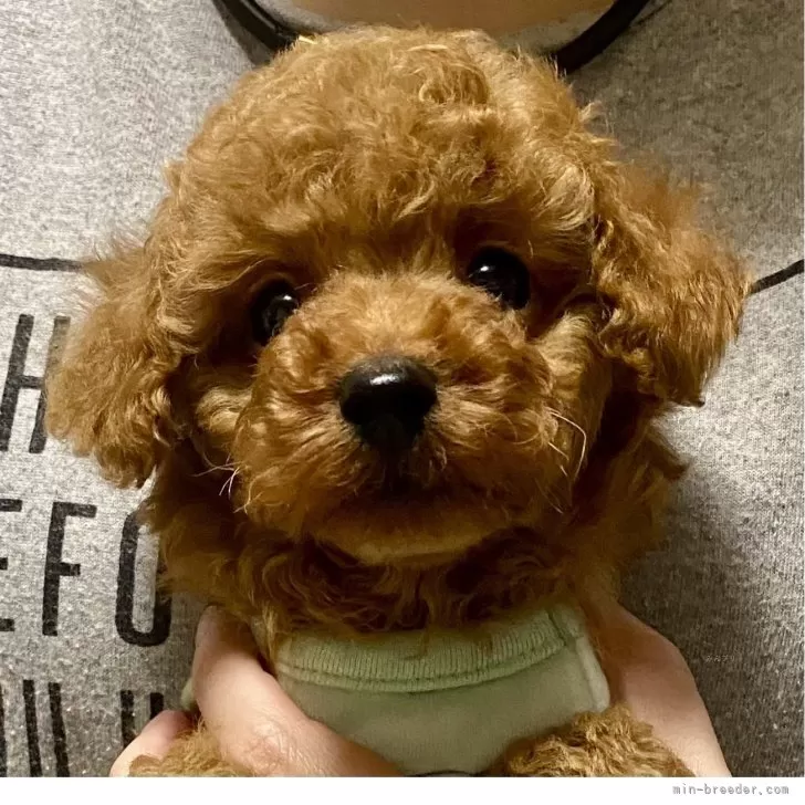 K.O 様のお迎えした子犬