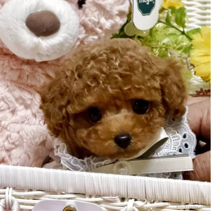 ID：2509-03798の子犬