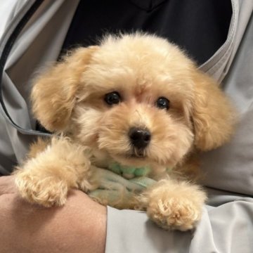 ティーカッププードル【三重県・男の子・2025年5月9日・オレンジフォーン】の写真「甘えんぼさんの男の子🩵小さめです！」