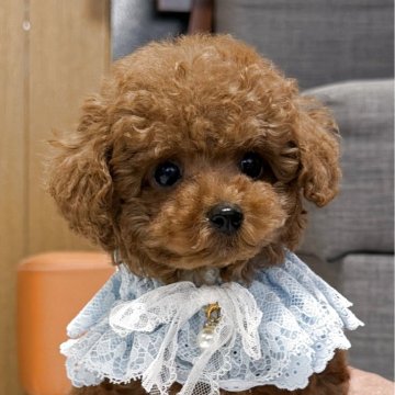トイプードル(ティーカップ)【三重県・男の子・2025年9月15日・レッドフォーン】の写真「ティーカップ予想の短足君🩵めったに出ない可愛い子」