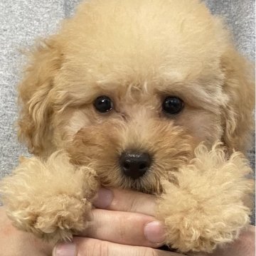 トイプードル(タイニー)【三重県・男の子・2025年5月9日・オレンジフォーン】の写真「懐っこい男の子😋ドワーフ体型の貴重なBOY❣️」