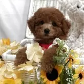 ティーカッププードル