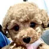 ティーカッププードル【三重県・女の子・2024年10月25日・オレンジ・フォーン】の写真1「そよちゃん。ティーカップサイズ予想です💓‪正面のお顔(❛⃘ੌᵕ❛⃘ੌ)」