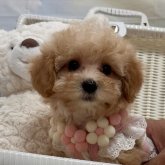 マルプー(マルチーズ×トイプードル)