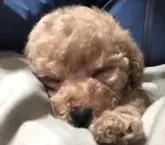 ティーカッププードル【三重県・女の子・2024年10月25日・オレンジ・フォーン】の写真2「すやすや💤お膝で寝てます😴かわいい♥️」