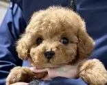 ティーカッププードル【三重県・女の子・2024年10月25日・オレンジ・フォーン】の写真7