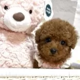 ティーカッププードル【三重県・女の子・2025年9月15日・レッドフォーン】の写真7「ピンクが良く似合います🩷」