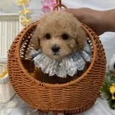 マルプー(マルチーズ×トイプードル)【三重県・男の子・2025年6月13日・クリーム】の写真9「小さな籠にも入れます🍀*゜」
