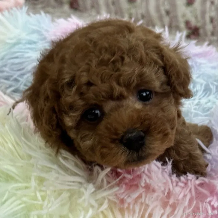 ID:2307-05379の子犬