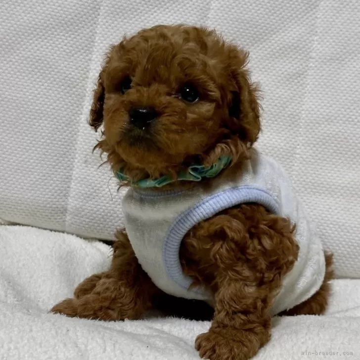 ID:2405-00048の子犬
