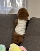 タイニープードル【三重県・男の子・2024年1月5日・レッド】の写真5「窓から外を見る👁️お散歩行きたいなぁ。」