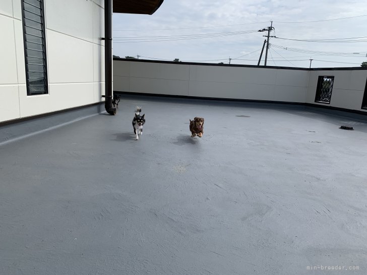 犬舎の室外遊び場です(*^^*)毎日走り回って遊んでいます(*^^*)｜宮崎　和宏(みやざき　かずひろ)ブリーダー(福岡県・ミニチュアダックスフンド(ロング)など・JKC登録)の紹介写真2