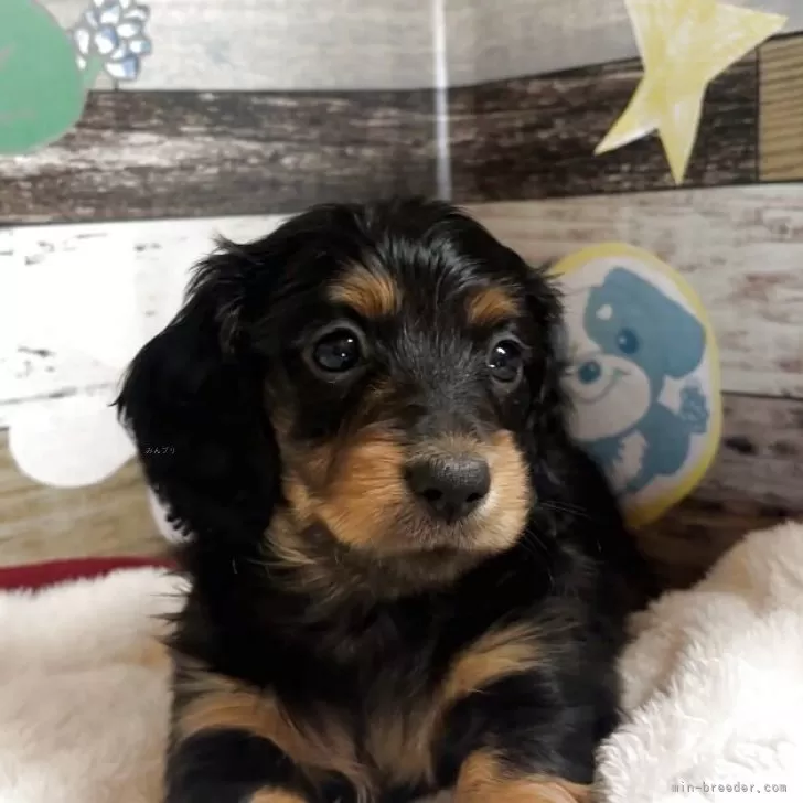 ID：2503-04872の子犬