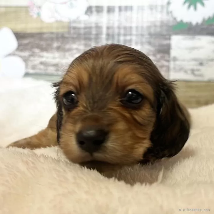 ID：2411-05493の子犬