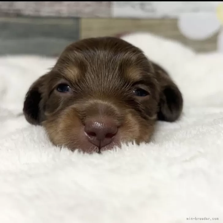 Y.O 様のお迎えした子犬