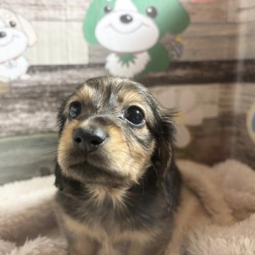 ミニチュアダックスフンド(ロング)【福岡県・男の子・2024年11月1日・シェーデッドイエロー】の写真「のーんびりおっとりタレ目ボーイ♡」