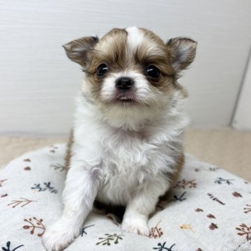 チワワ(ロング)【福岡県・男の子・2025年5月16日・レッド&ホワイト】の写真「小柄でとってもキュートな甘えん坊くん♡」