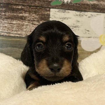 ミニチュアダックスフンド(ロング)【福岡県・男の子・2024年10月20日・ブラックイエロー】の写真「元気いっぱい寂しがりやの甘えん坊ボーイ♪」