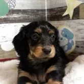 ミニチュアダックスフンド(ロング)【福岡県・女の子・2025年2月11日・ブラックタン】の写真1