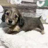 ミニチュアダックスフンド(ロング)【福岡県・男の子・2024年11月1日・シェーデッドイエロー】の写真1