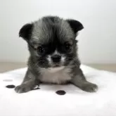 チワワ(ロング)