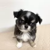 チワワ(ロング)