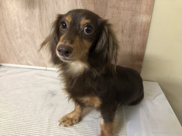 カニンヘンダックスフンド(ロング)【・女の子・2021年6月28日・チョコ&amp;タン】