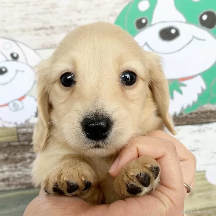 ID：2402-05495の子犬