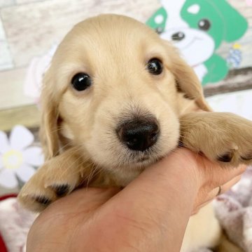 ミニチュアダックスフンド(ロング)【福岡県・女の子・2024年1月23日・イエロー】の写真「ムッチムチの食いしん坊ガール♡」