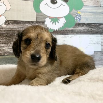 ミニチュアダックスフンド(ロング)【福岡県・男の子・2024年9月19日・シェーデッドイエロー】の写真「食いしん坊のヤンチャボーイ♪」