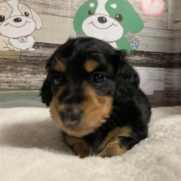 ミニチュアダックスフンド(ロング)【福岡県・女の子・2024年9月1日・ブラック&タン】の写真「甘えん坊で食いしん坊なキュートガール♡」