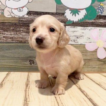 ミニチュアダックスフンド(ロング)【福岡県・男の子・2023年8月4日・イエロー】の写真「ぱっちりお目めの甘えん坊のんびりマイペースボーイ」